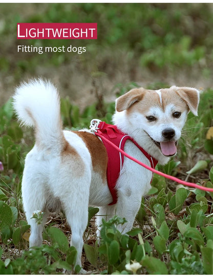 Dog Harness Leash Set for Small to Medium Dog