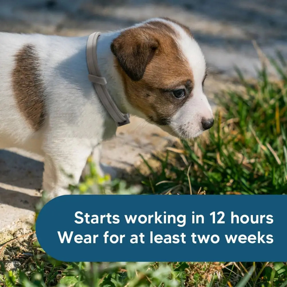 Effective Dog Flea & Tick Collar for Small Dogs