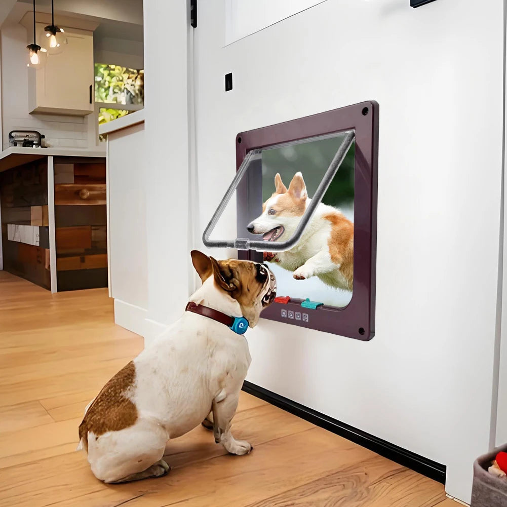 Cat, Dog, Puppy, Outside Door, Security Lock, Safety