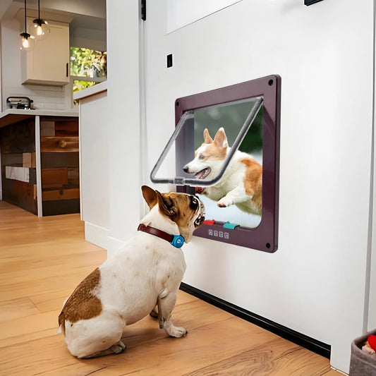 Cat, Dog, Puppy, Outside Door, Security Lock, Safety