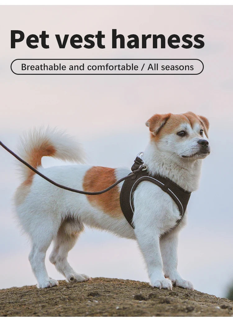 Dog Harness Leash Set for Small to Medium Dog