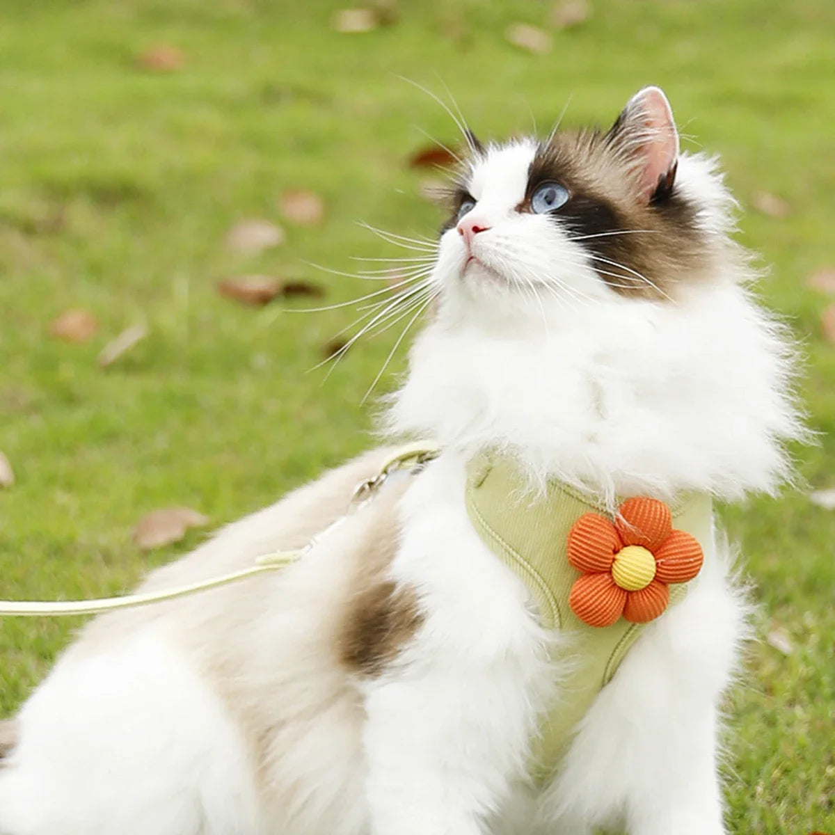 Adjustable Cat Harness and Leash Sets