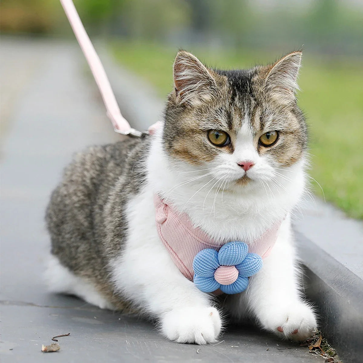 Adjustable Cat Harness and Leash Sets