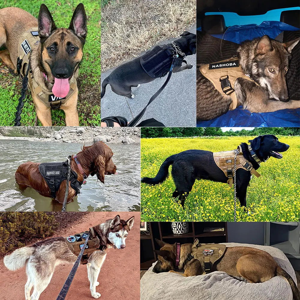 Large Dog Harness/Leash Set Large Dog